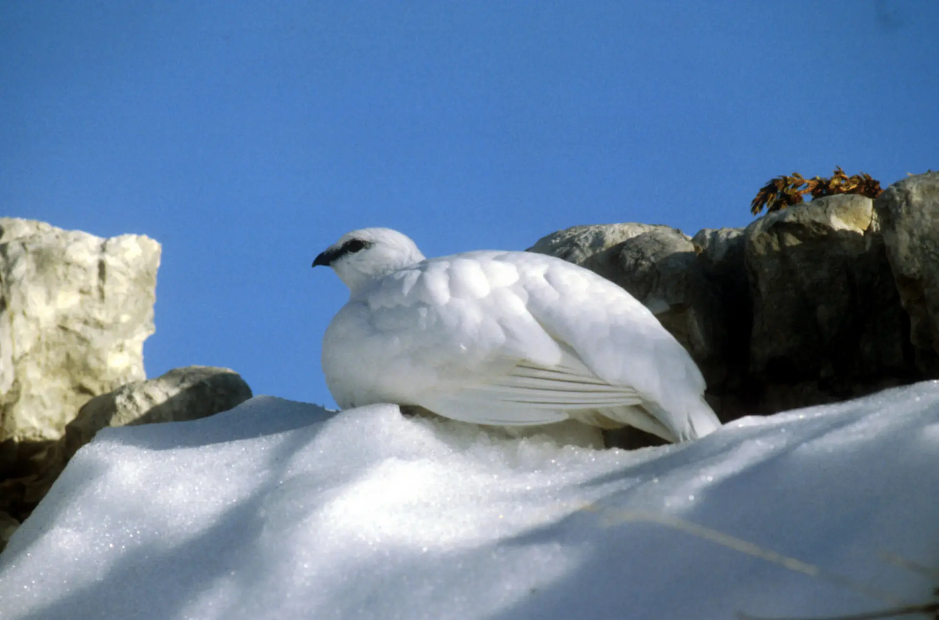 Il utilise la même stratégie que le lièvre, en changeant de plumage pour être blanc.