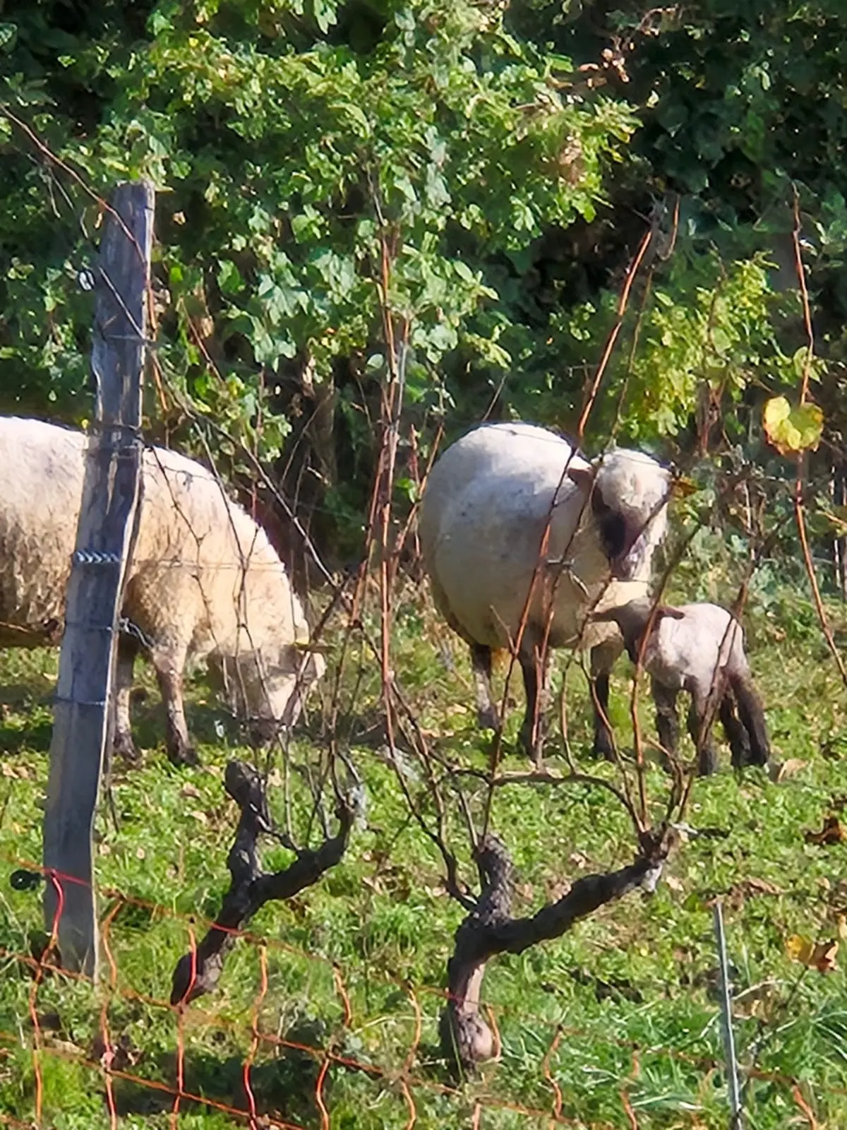 Les moutons dans les vignes