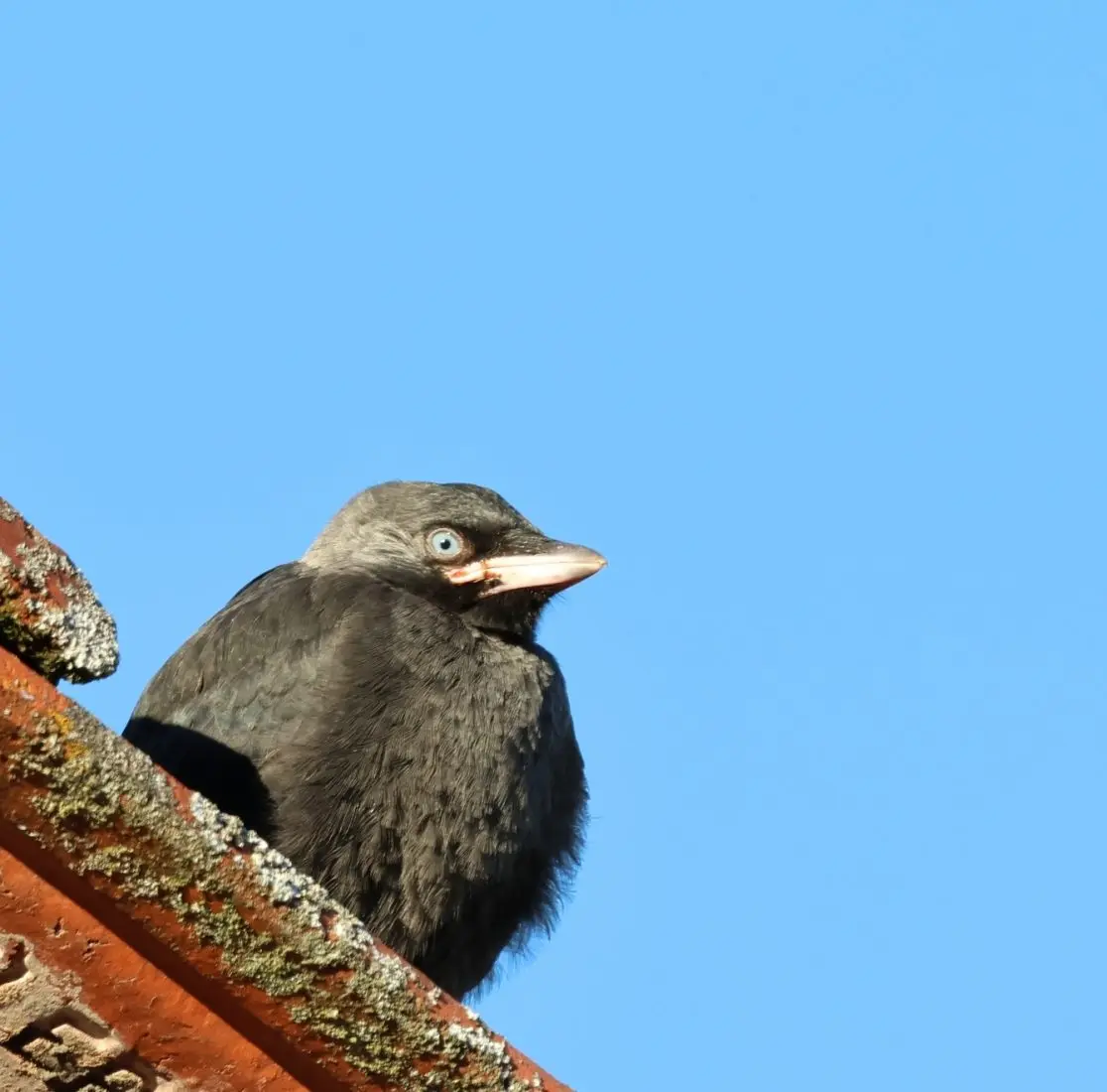 Raconte -moi les corvidés au Musée d’art et d’archéologie