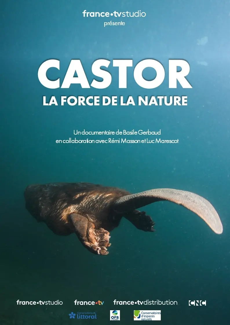 Affiche Castor, la force de la nature