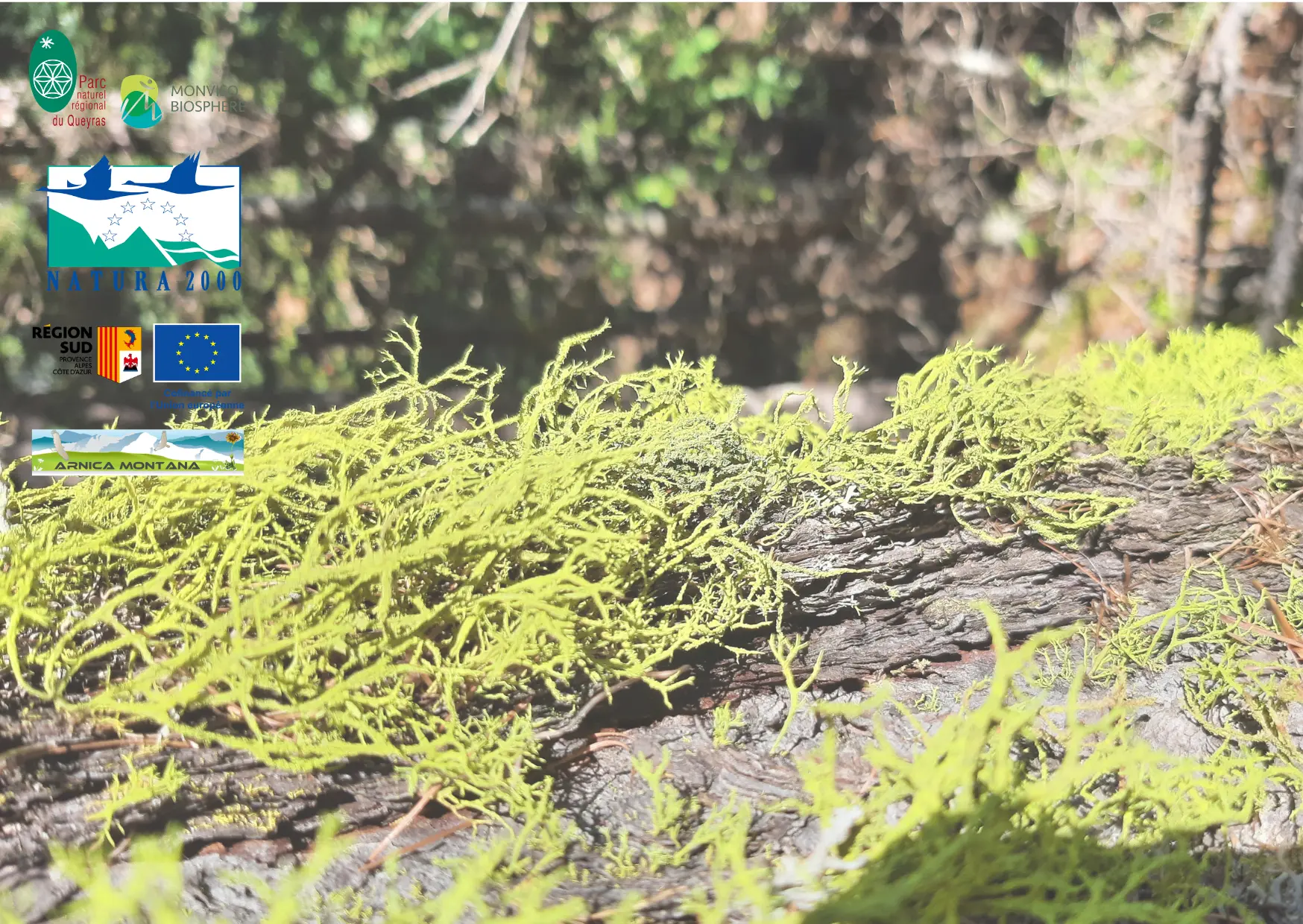 Une espèce de lichen