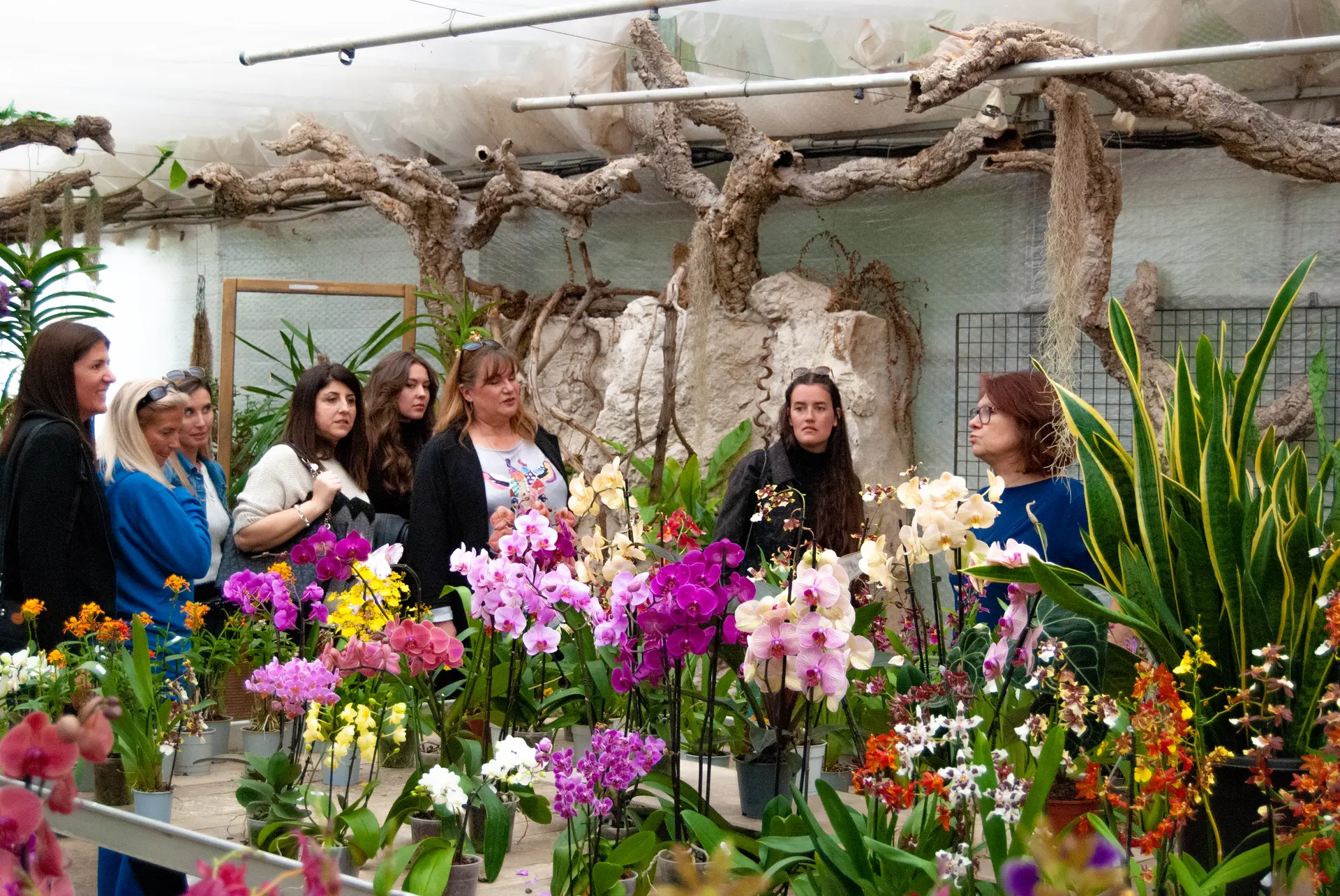 photos groupe orchidées