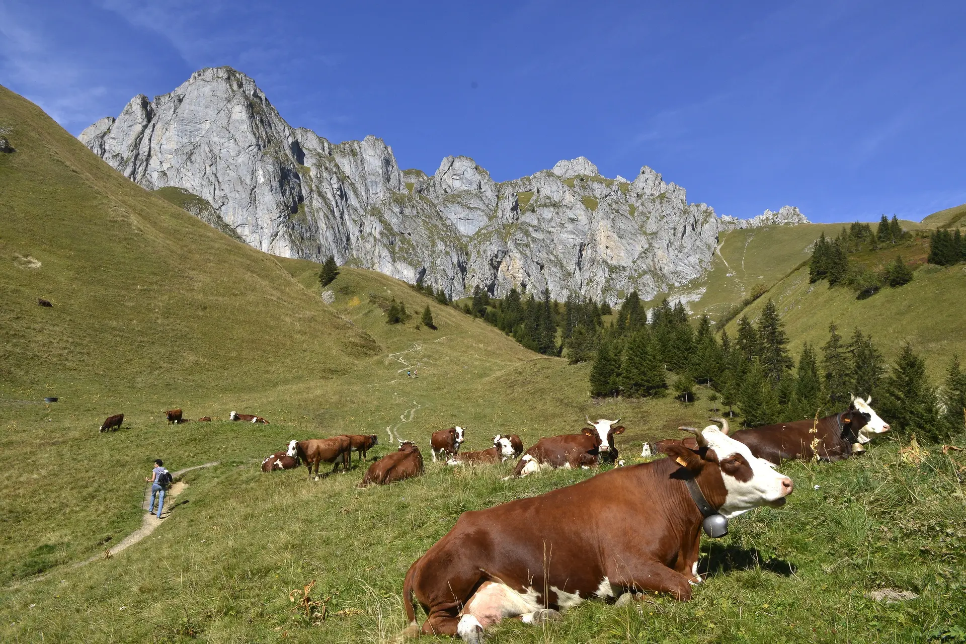 Abondance cows on the trail