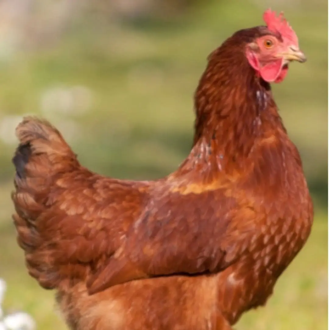 Les Poules Provençales