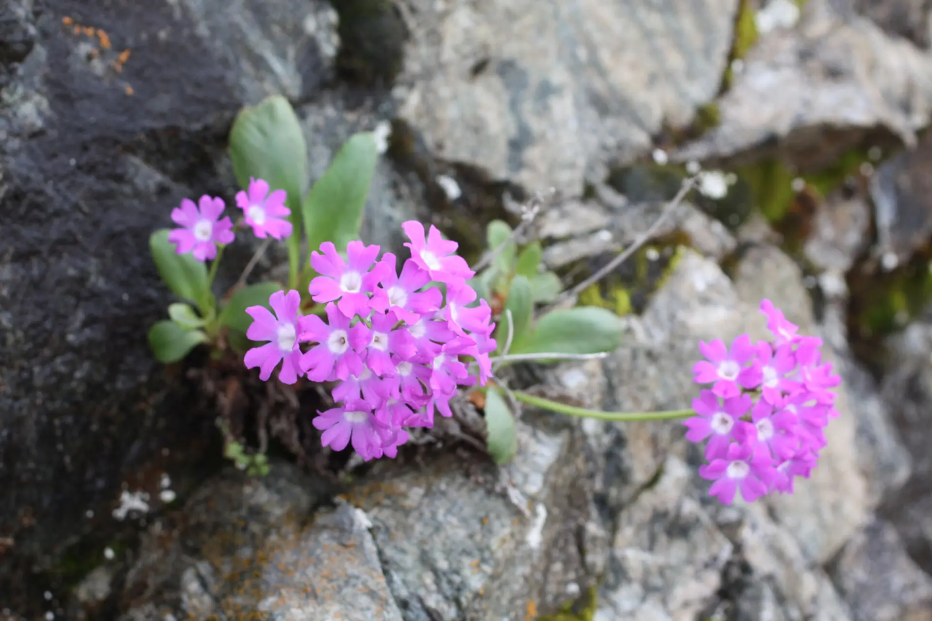 La primevère du Valgaudemar