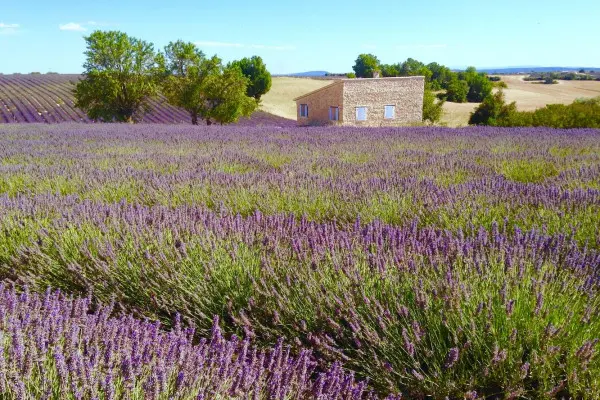 Sunset Lavender fields