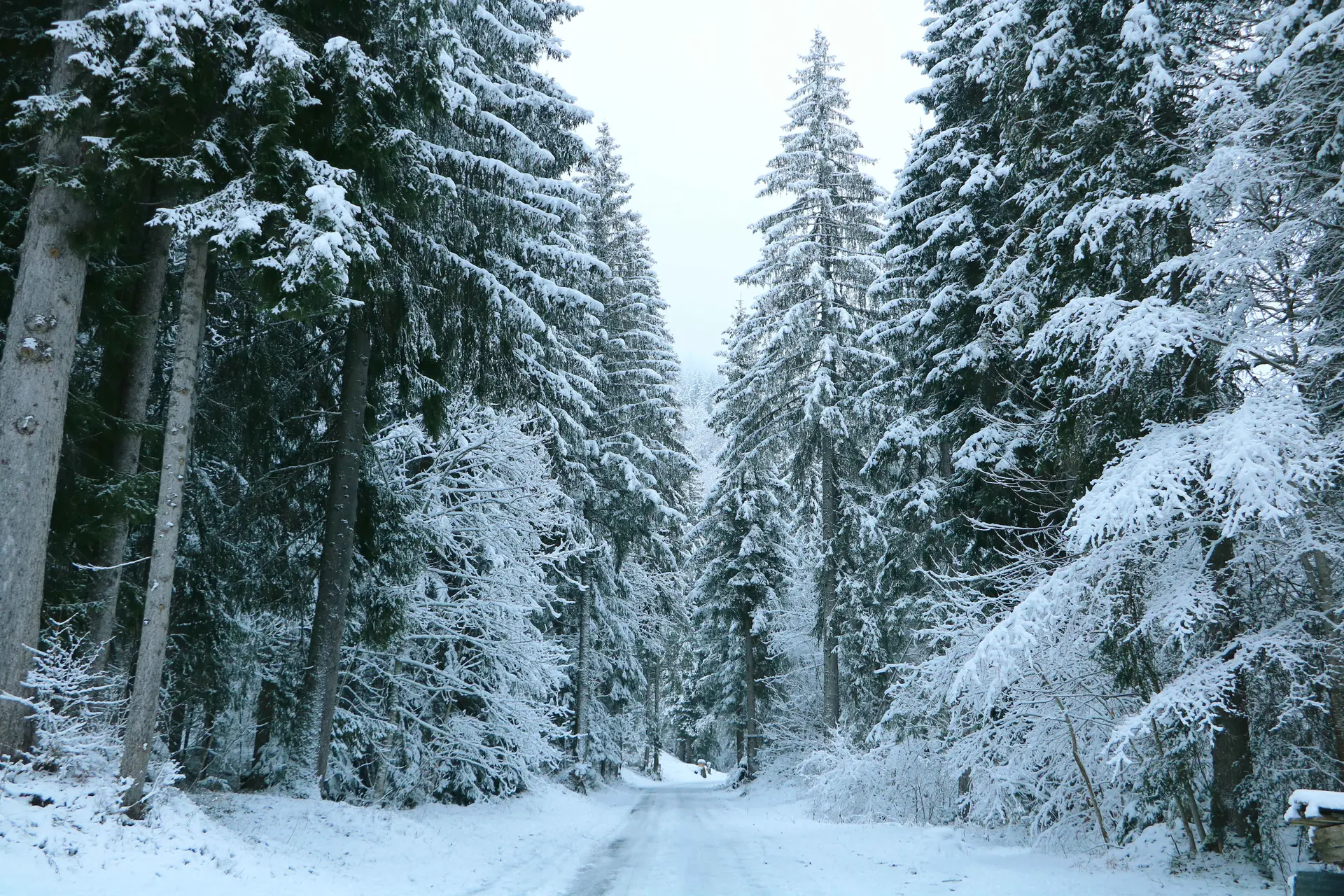 Foret de sapins blancs