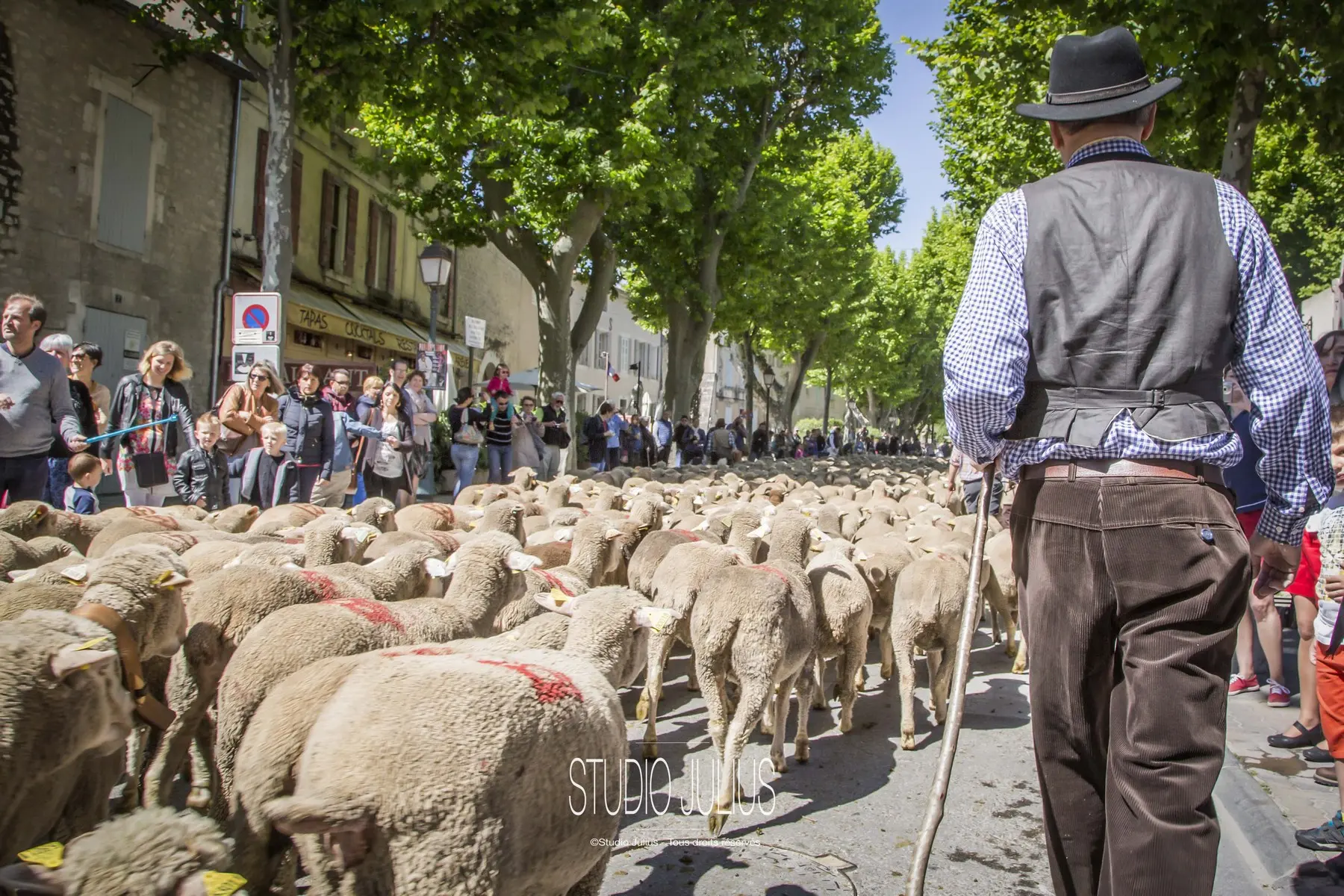 Tradition de la Transhumance à Saint-Rémy-de-Provence