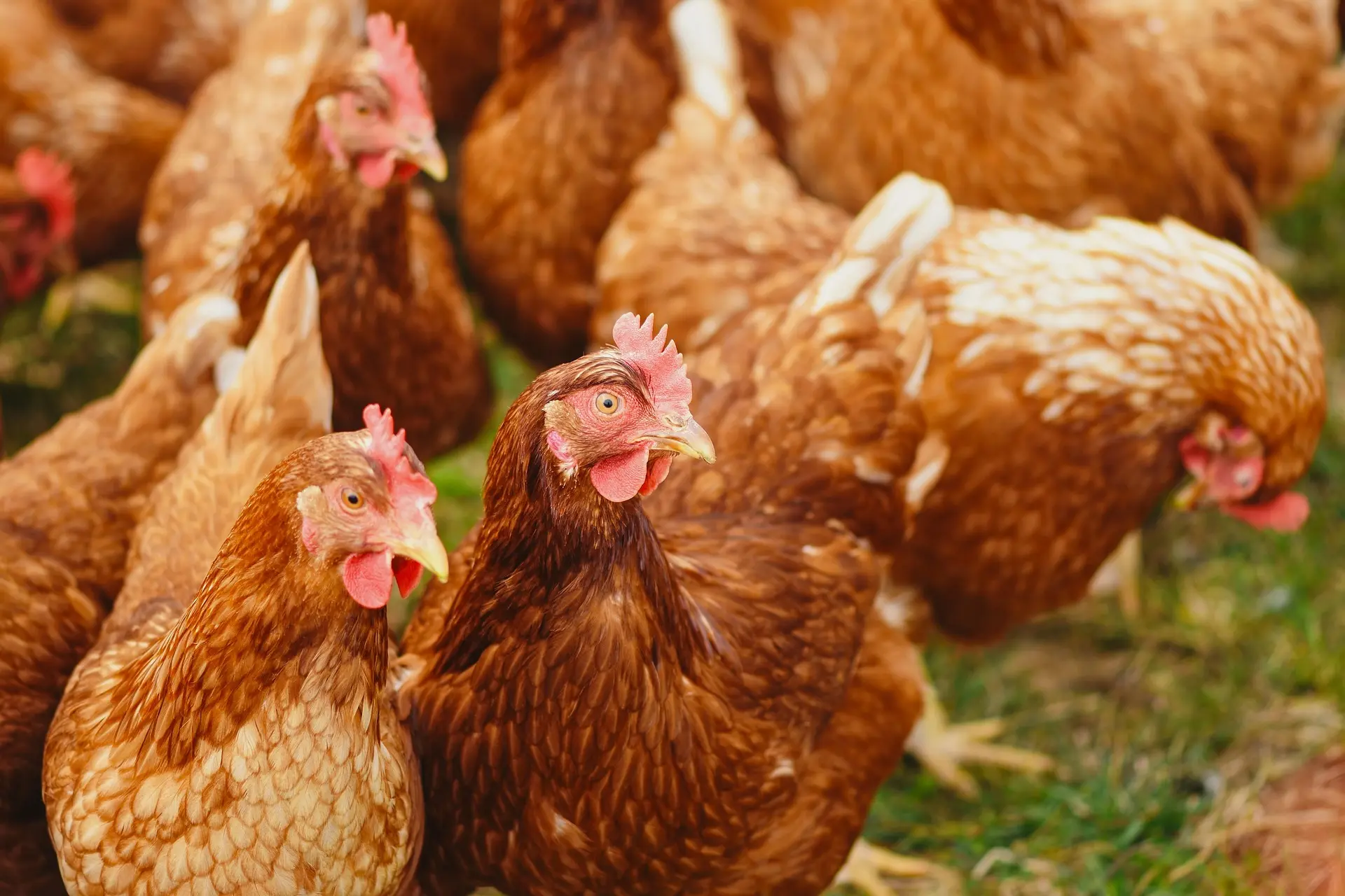 poulets