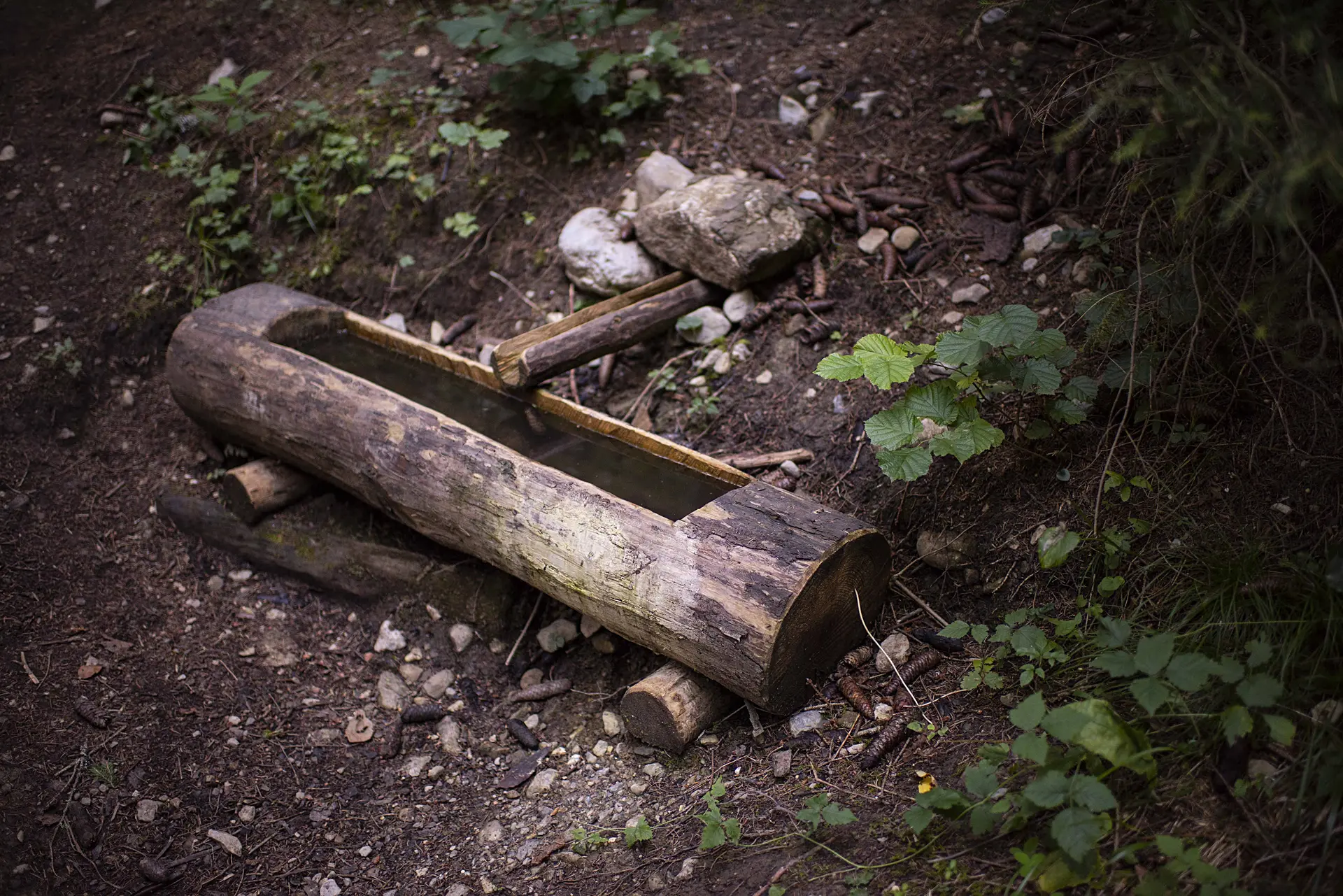 sentier de la forêt 3