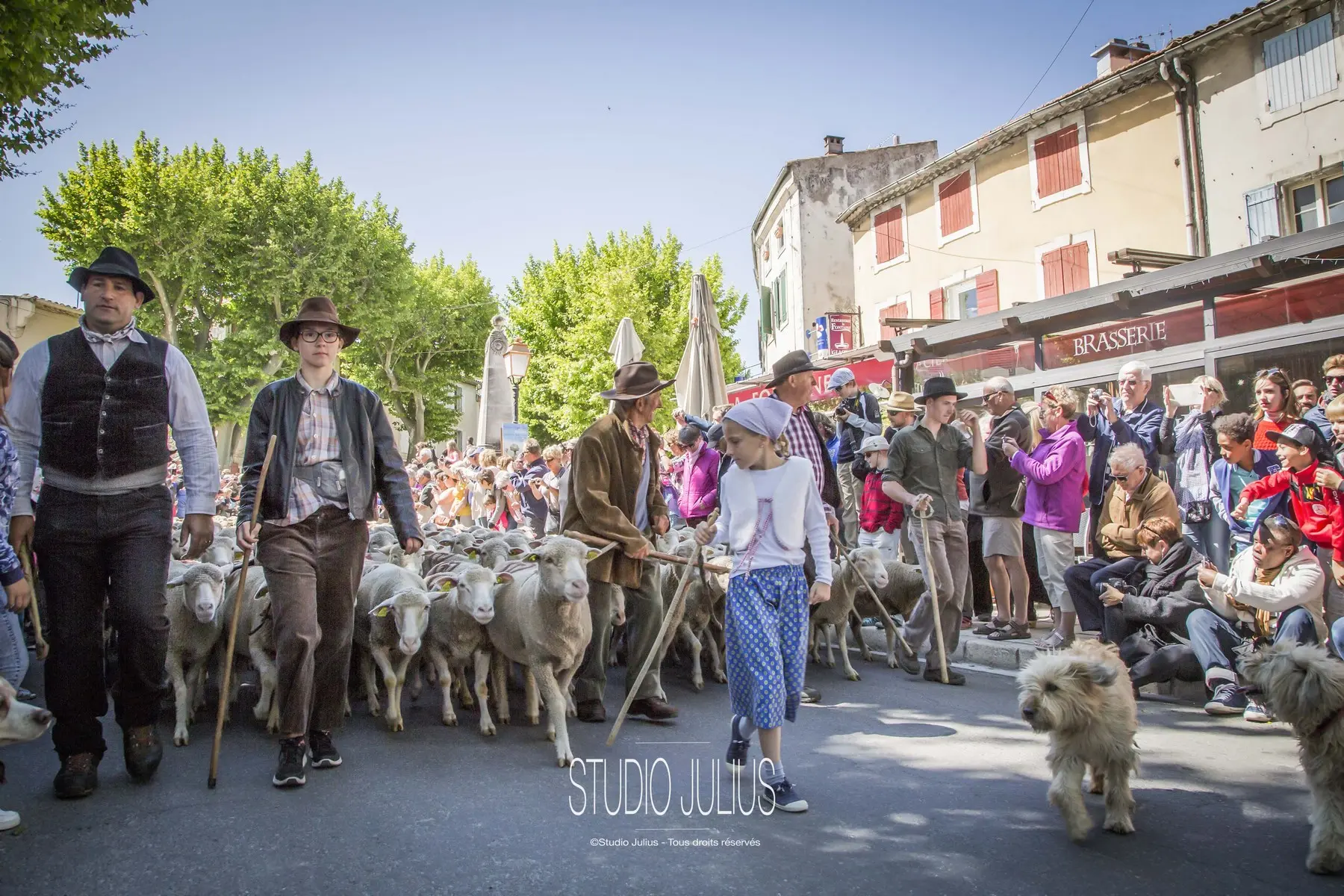 Tradition de la Transhumance à Saint-Rémy-de-Provence