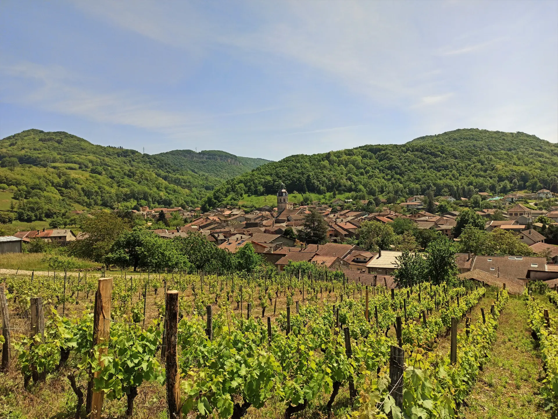 les vignes autour du village de Vaux-en-Bugey au printemps