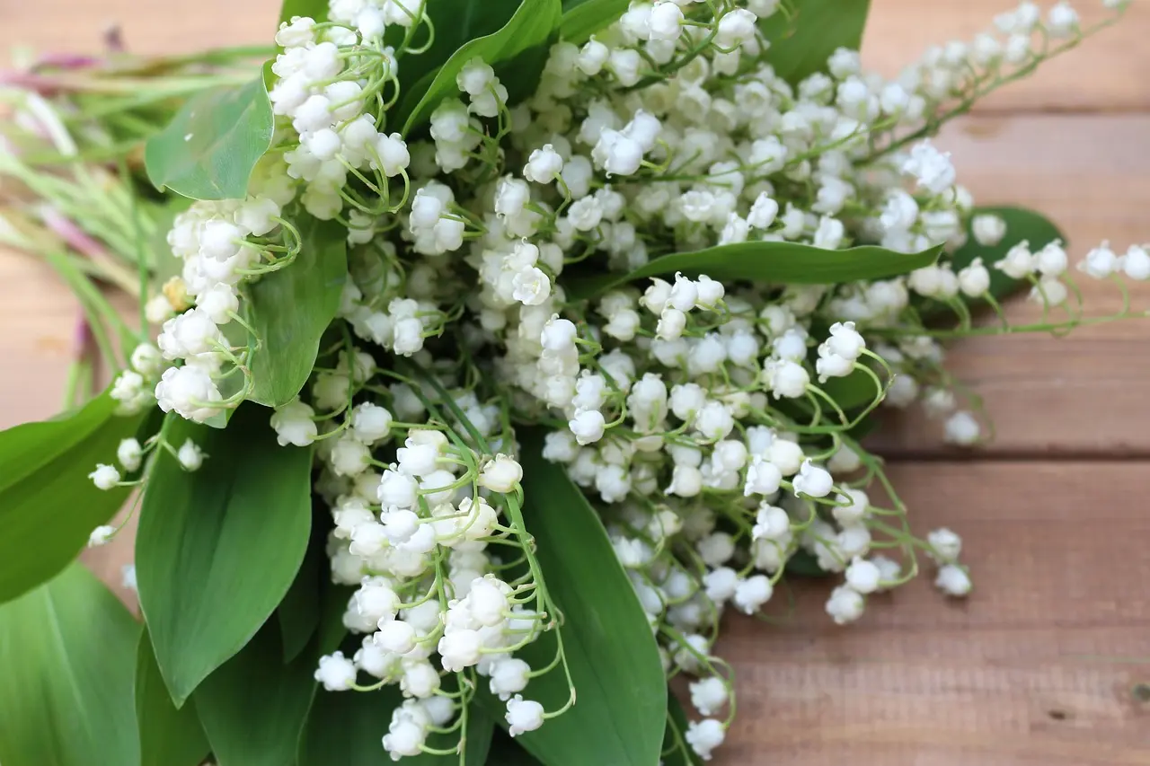 muguet