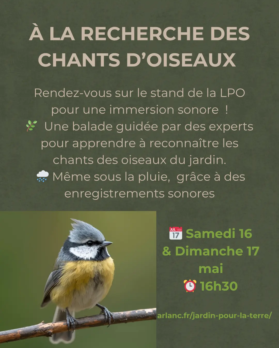 A la recherche des chants d'oiseaux