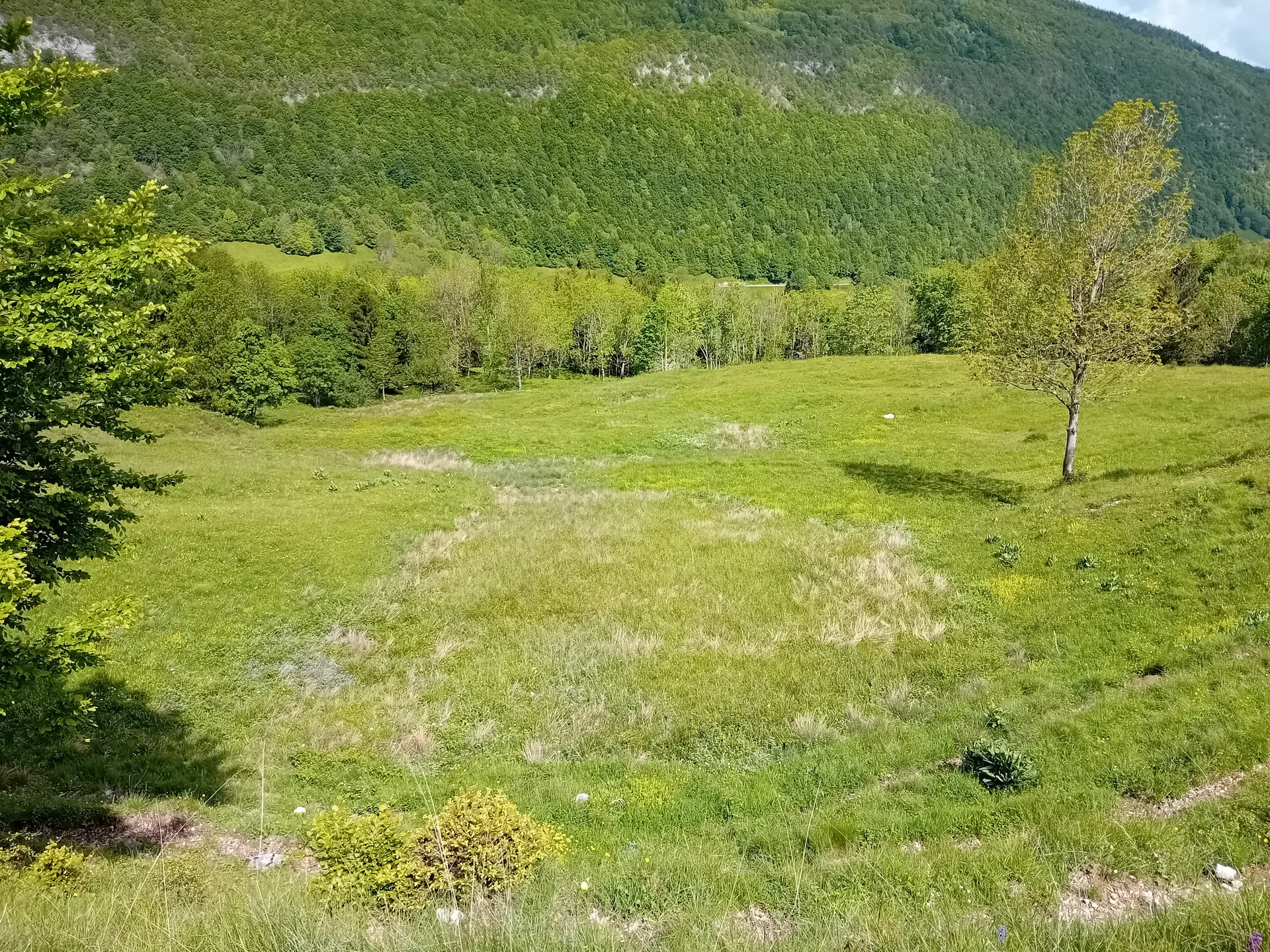 Zones humides du col des Prés