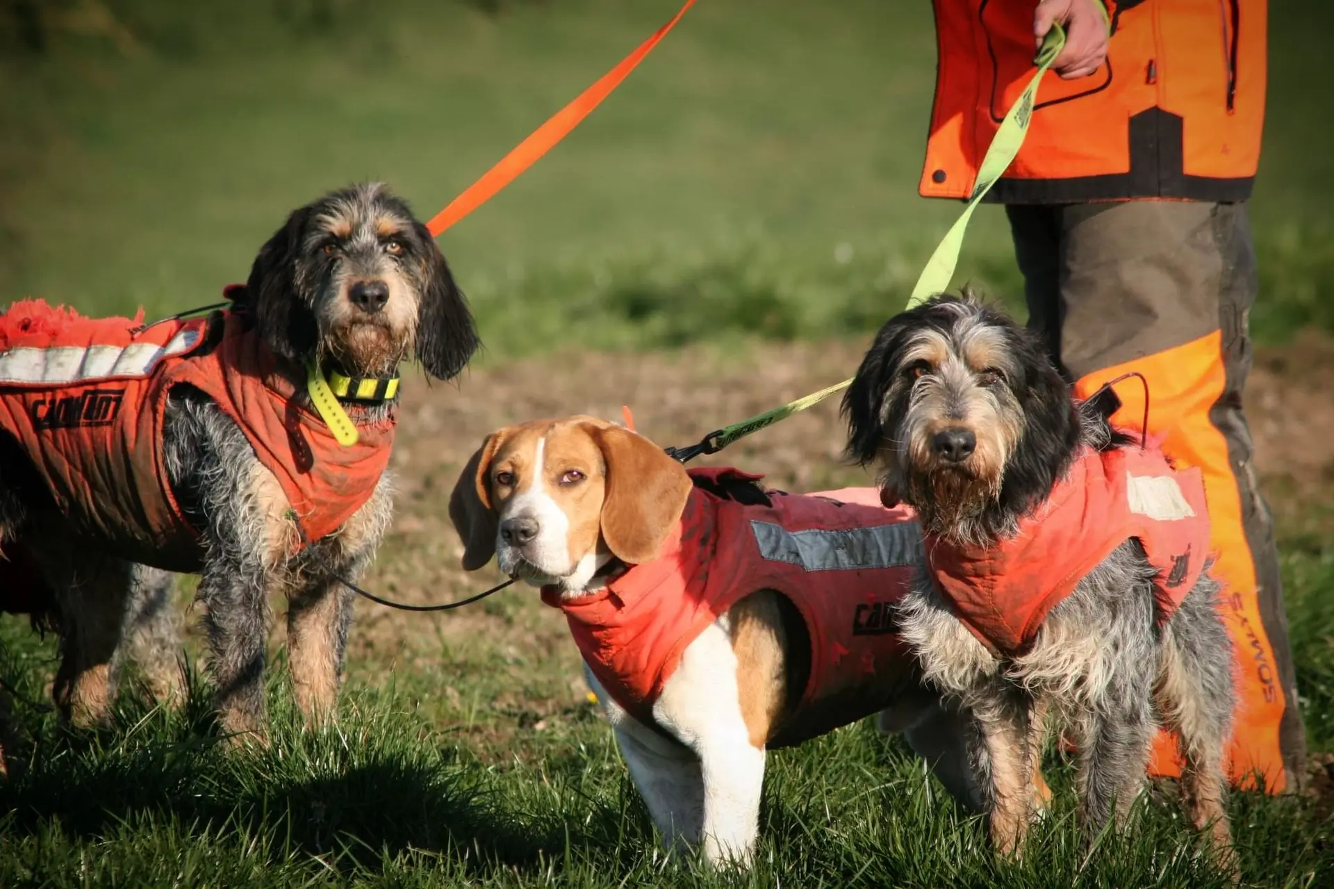 image chiens de chasse