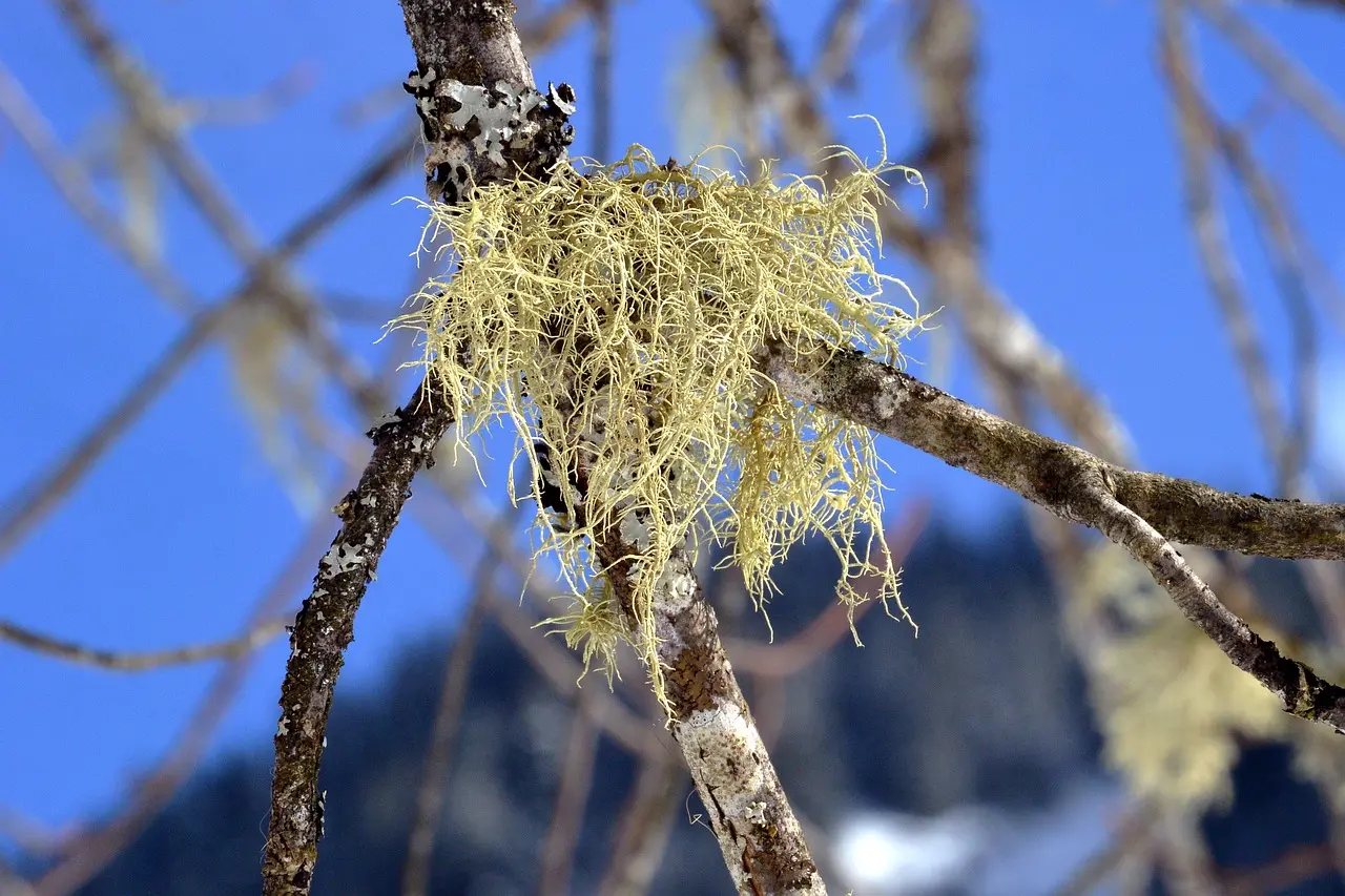 lichen