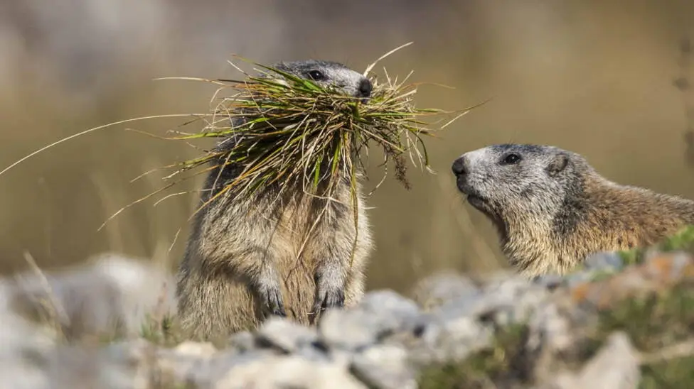 Marmottes