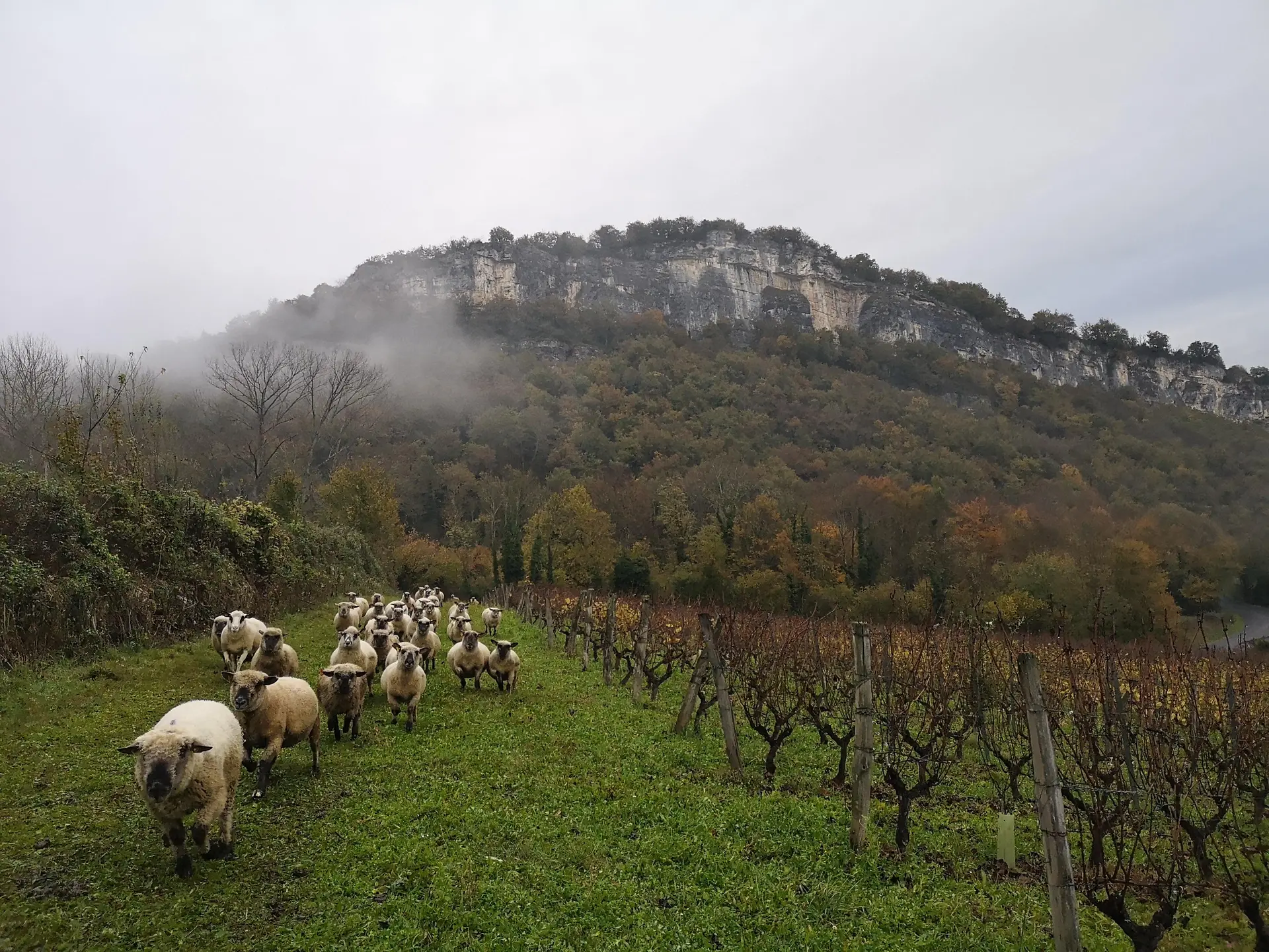 Les moutons dans les vignes