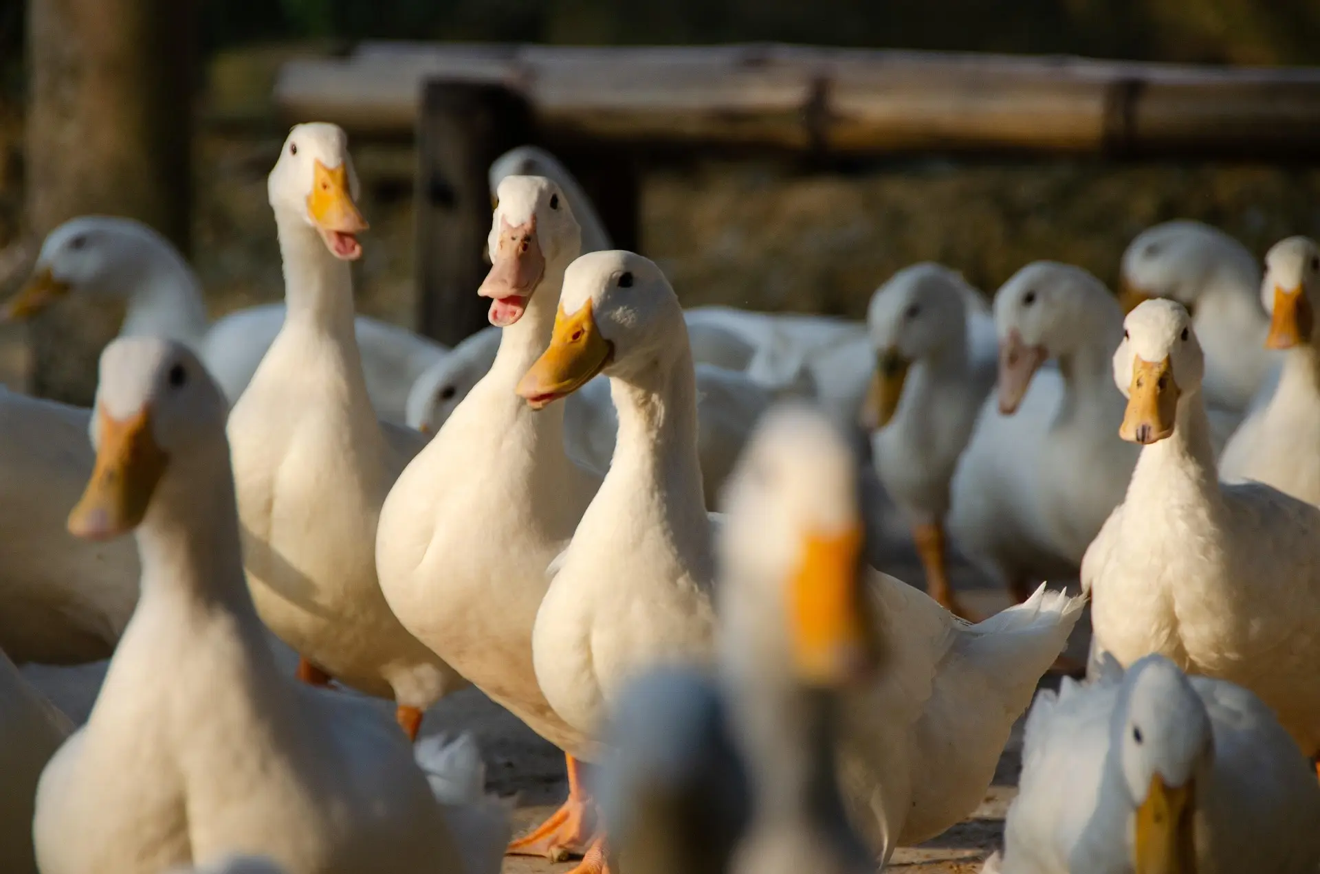 canards