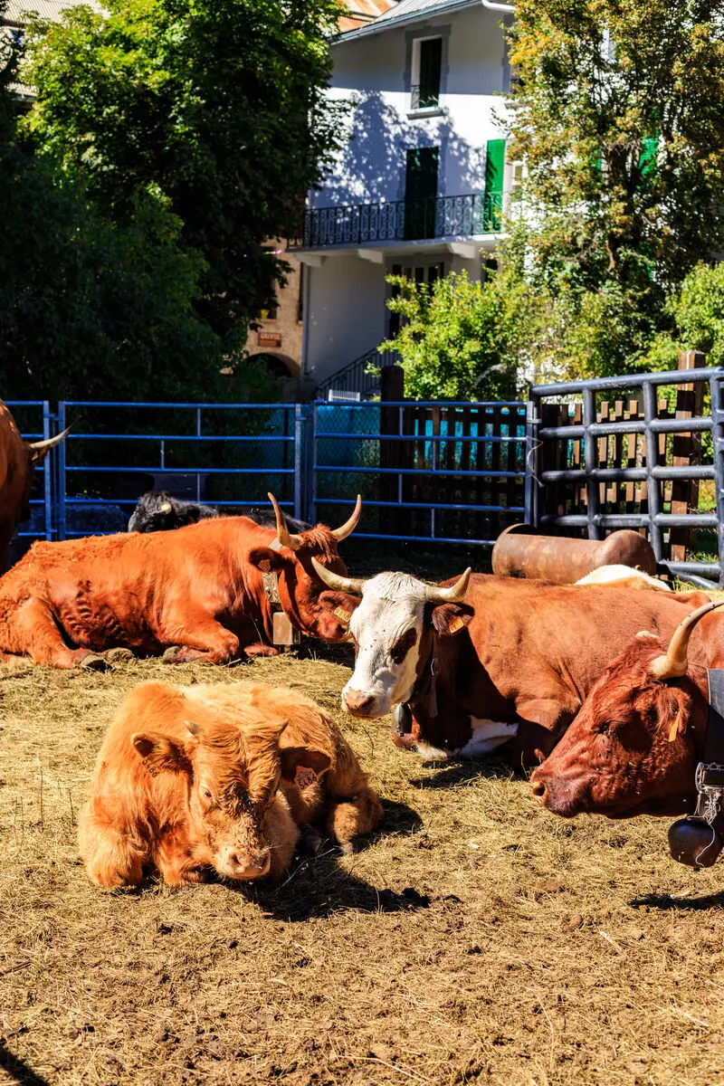 Foire Agricole de la Saint Mathieu_Château-Ville-Vieille
