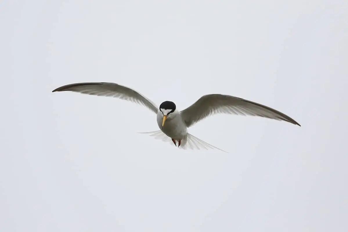 Balade randonnée sur le littoral des Vieux Salins à la rencontre des oiseaux marins