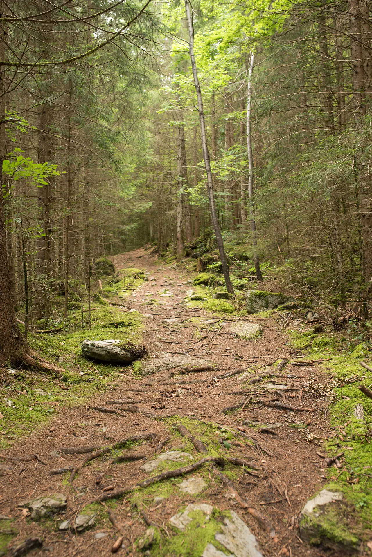 Le sentier dans la forêt