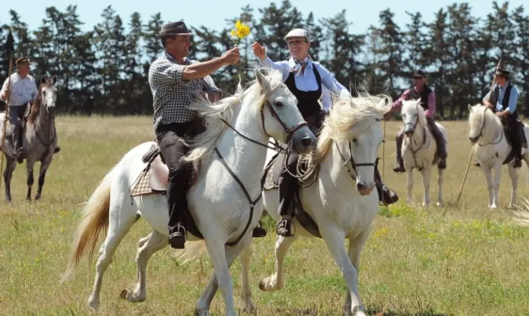 Excursion en Camargue