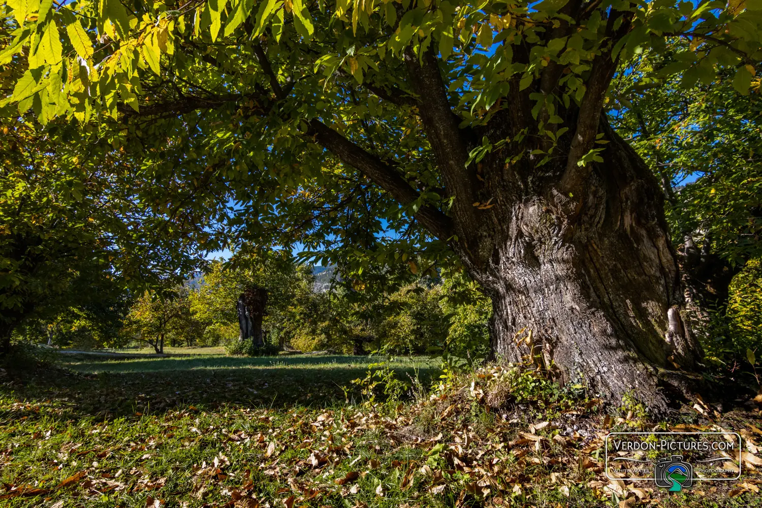 Châtaignier de Braux