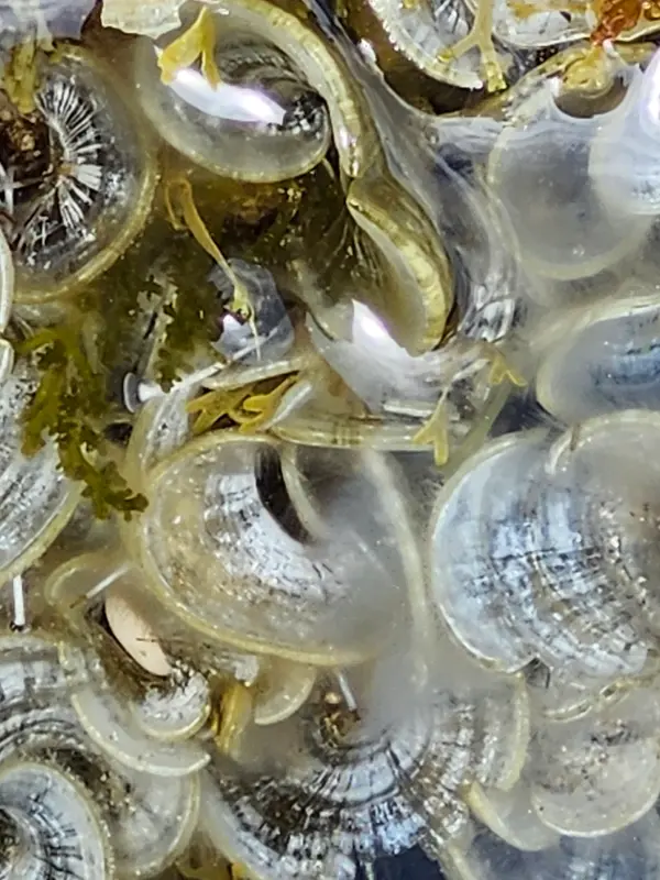 padina pavonica © MHNM_JBAL - Muséum d'Histoire Naturelle de Marseille (MHNM)