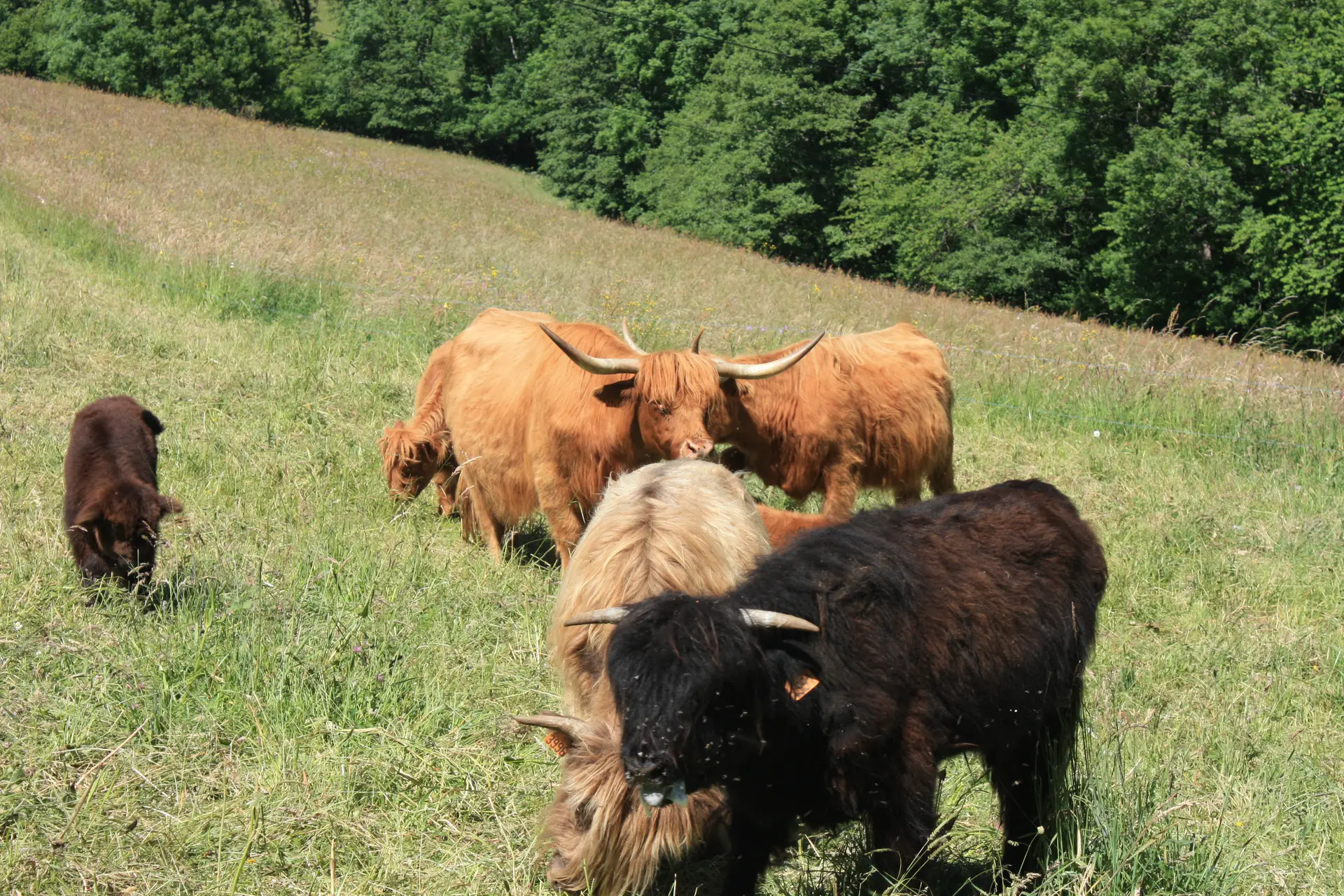 vaches highland