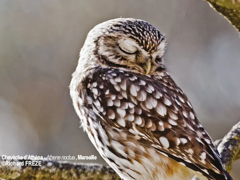 Chevêche d'Athena © Richard Freze