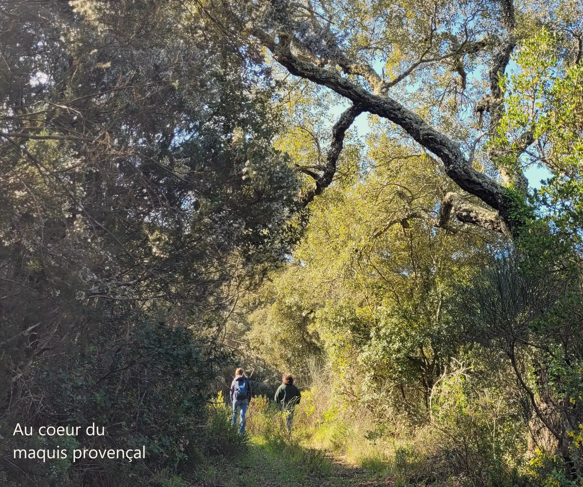Immersion en forêt au Domaine de la Portanière à Collobrières