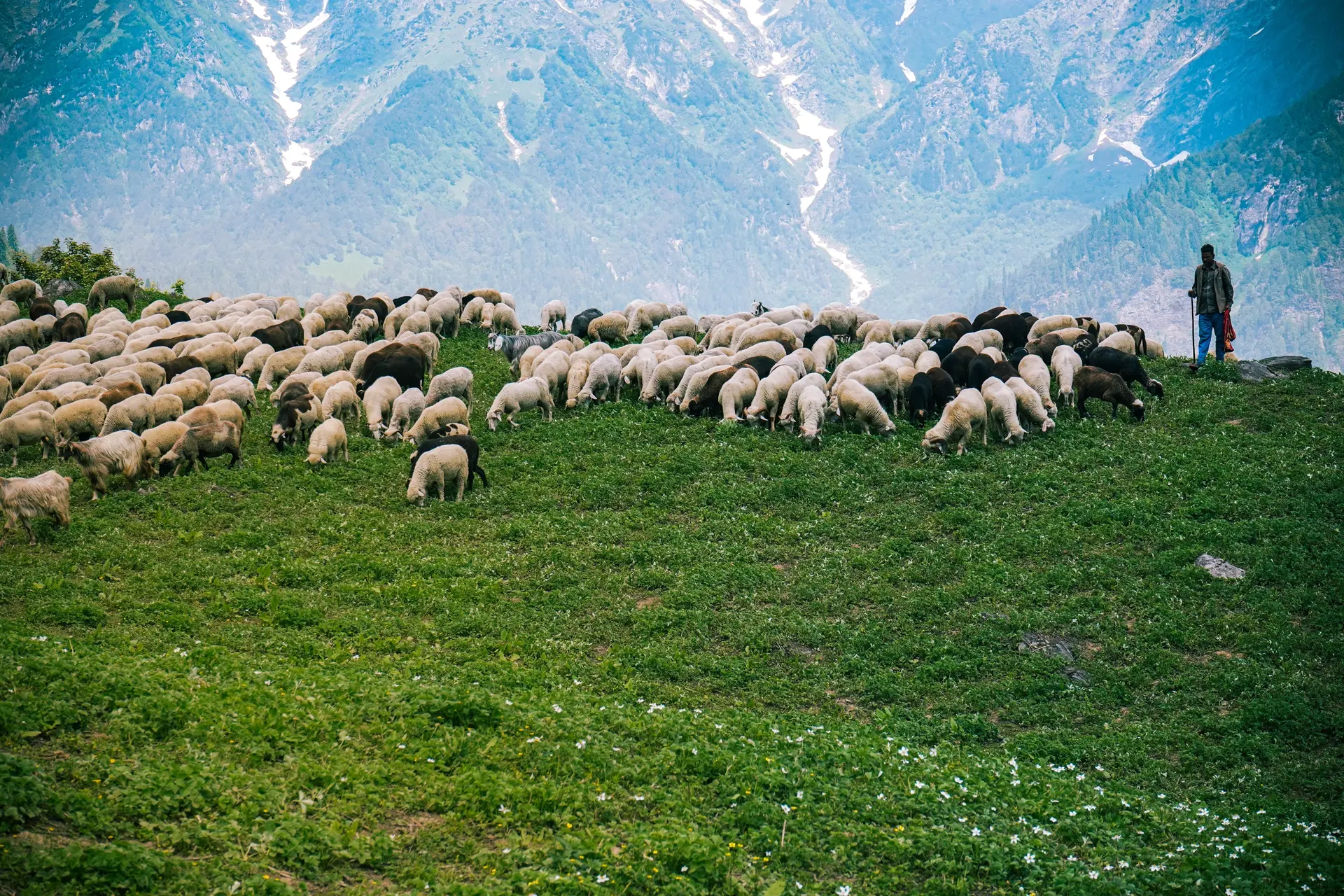 Moutons en alpage