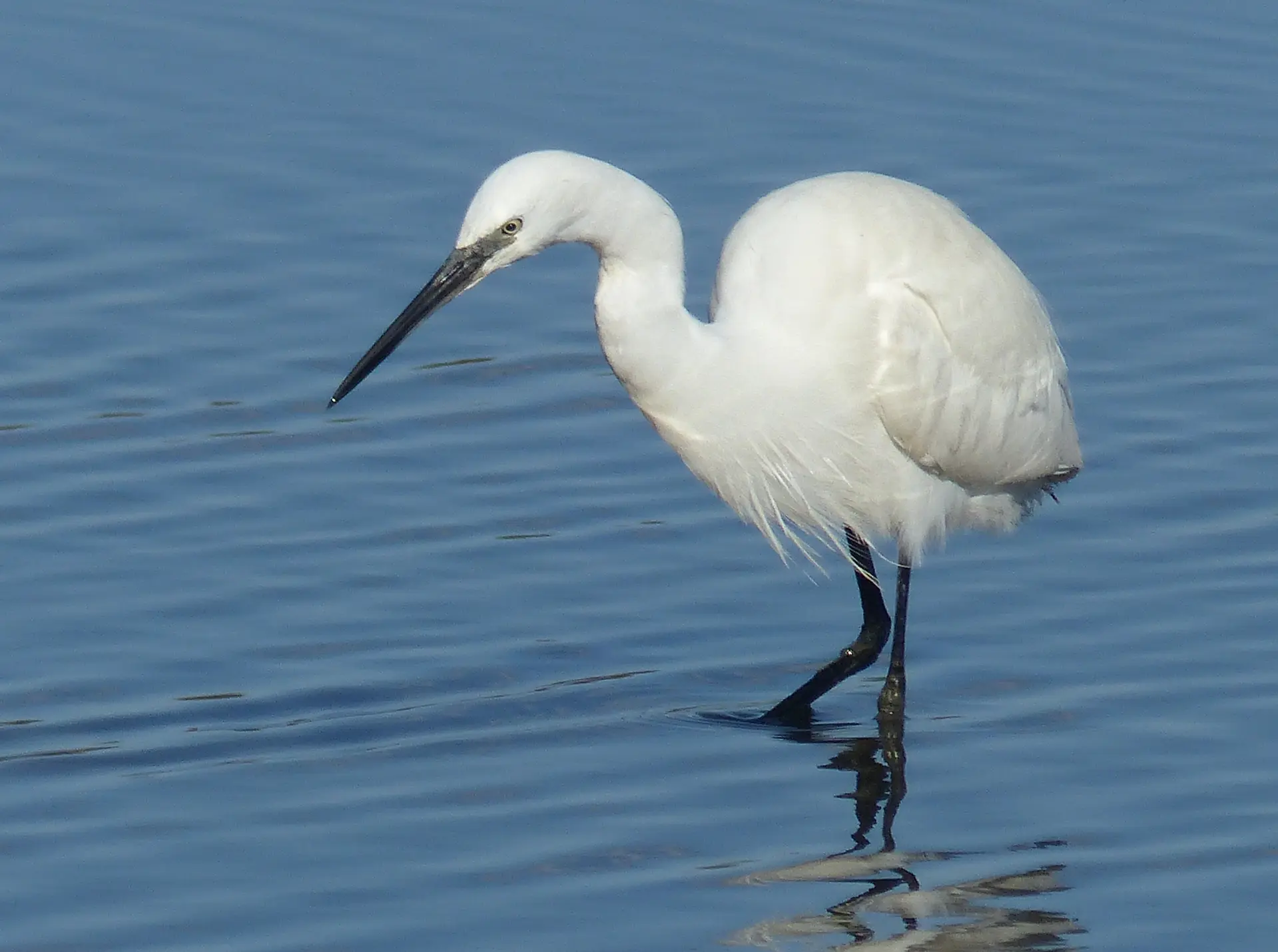Aigrette garzette