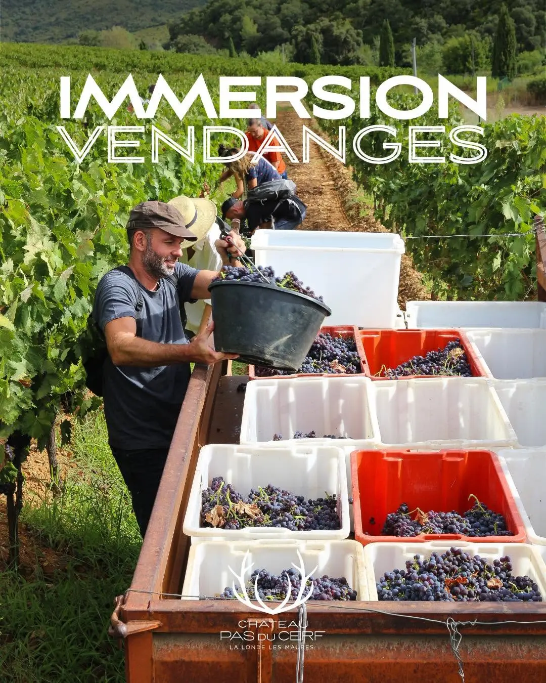 Journée découverte des vendanges au Château Pas du Cerf_La Londe-les-Maures