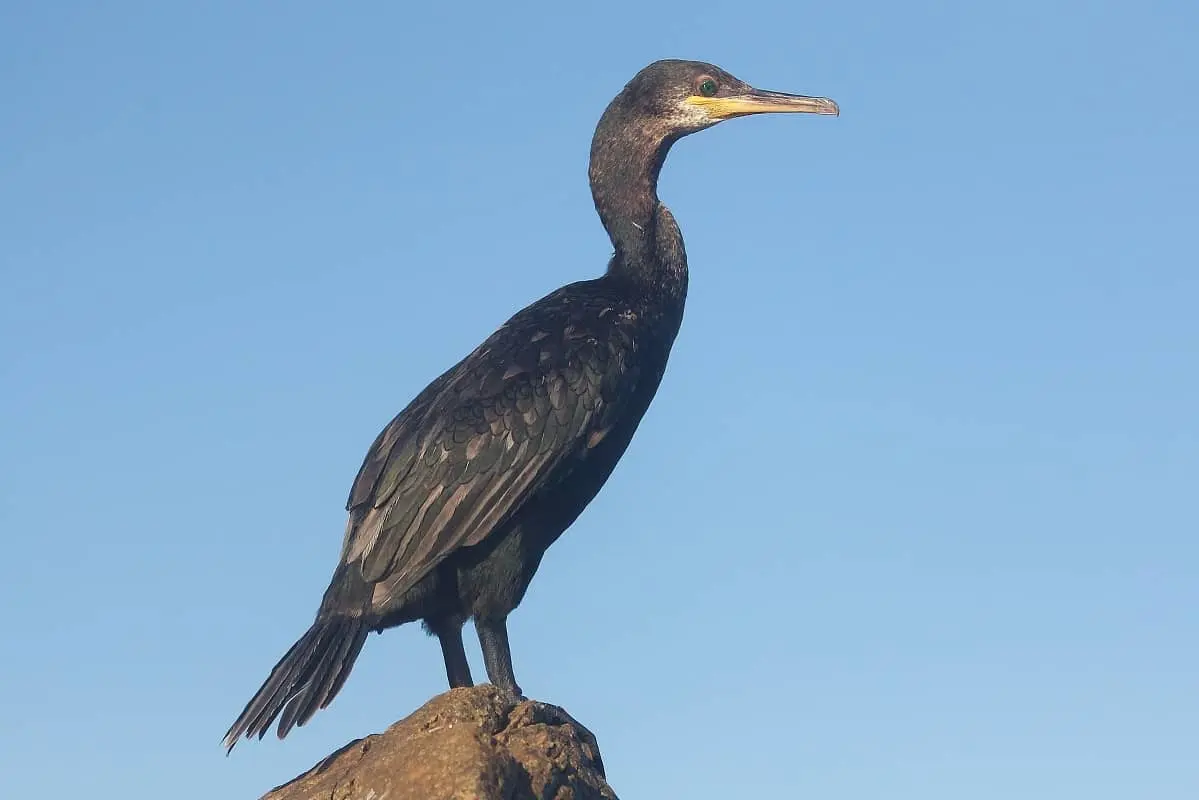 Balade randonnée sur le littoral des Vieux Salins à la rencontre des oiseaux marins
