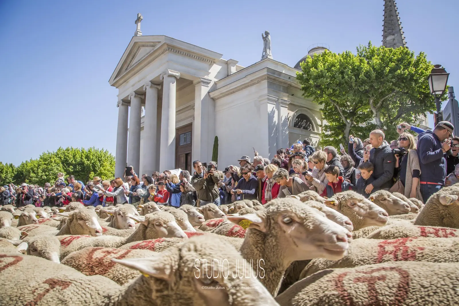 Tradition de la Transhumance à Saint-Rémy-de-Provence