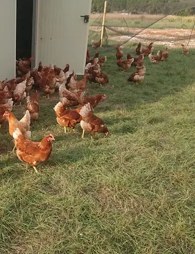 Les Poules Provençales