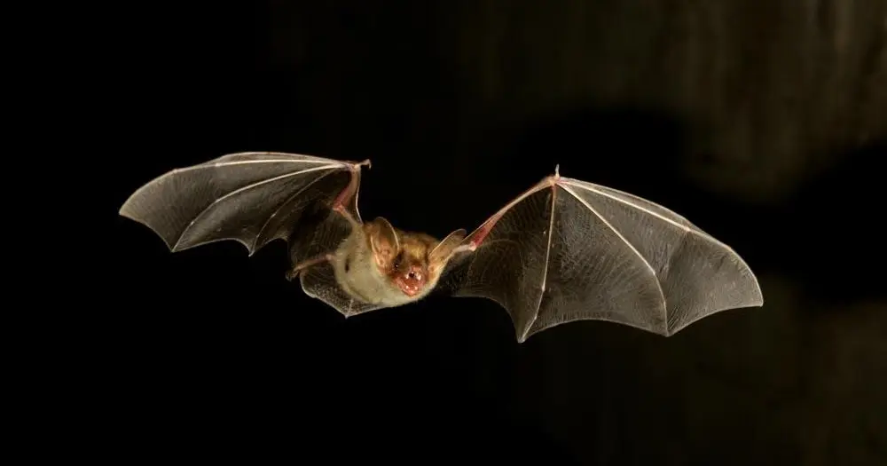 Chauve-souris