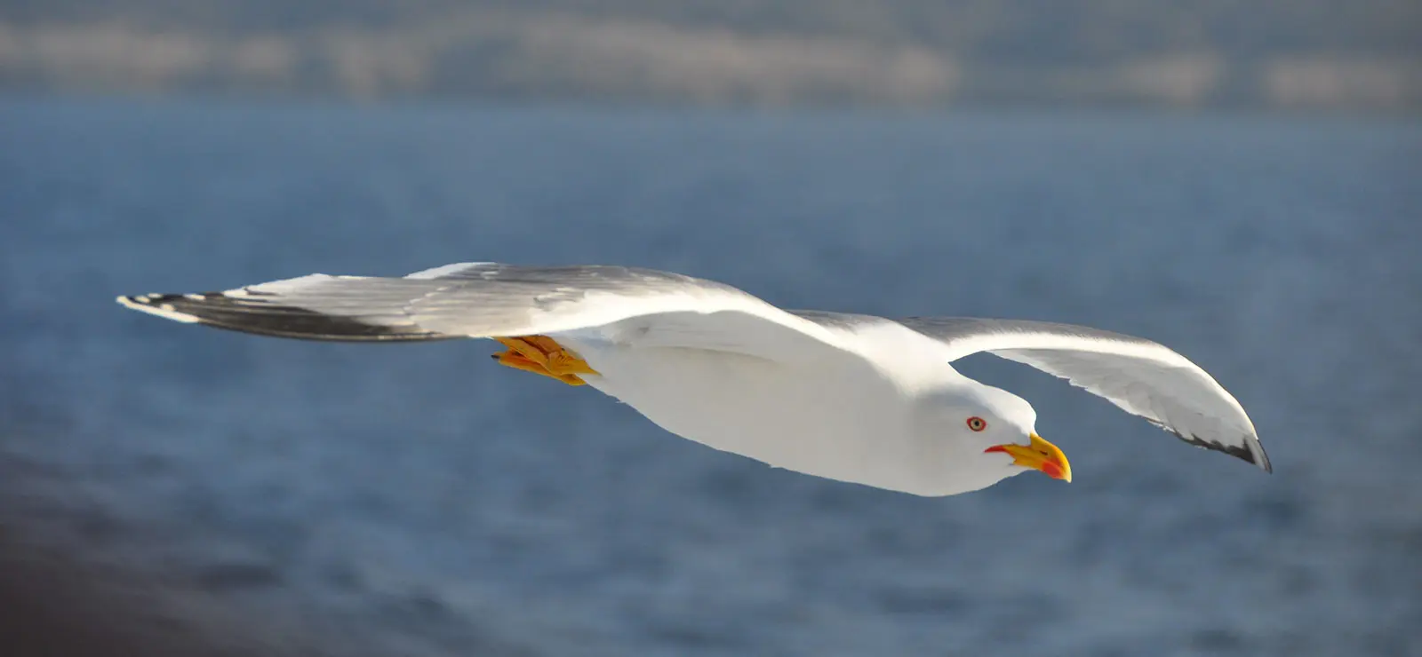 Balade randonnée sur le littoral des Vieux Salins à la rencontre des oiseaux marins
