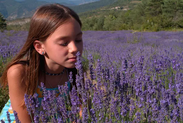 Fête de la lavande à St André de Rosans