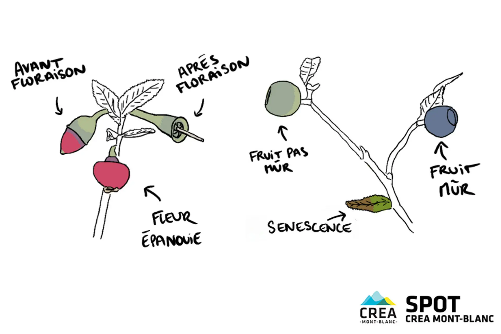 des myrtilles et des landes