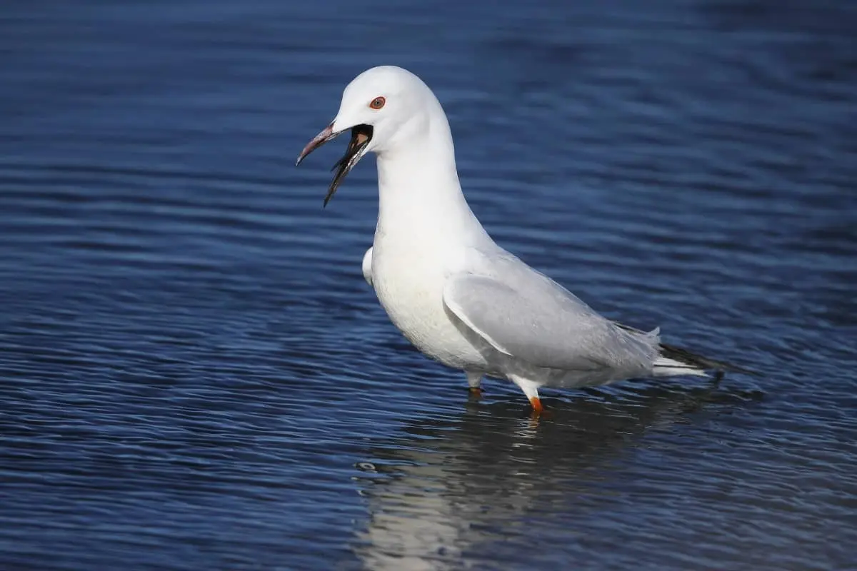 Balade randonnée sur le littoral des Vieux Salins à la rencontre des oiseaux marins