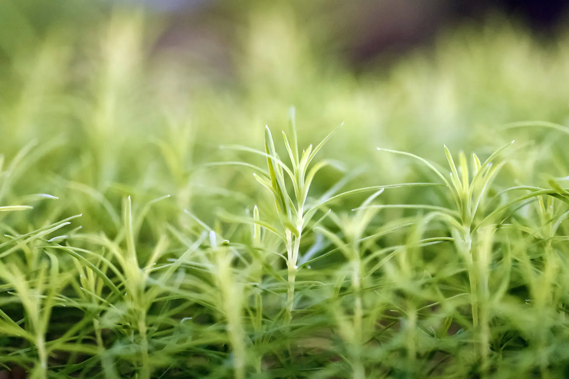 adaptation et changement climatique dans les forêts de montagne