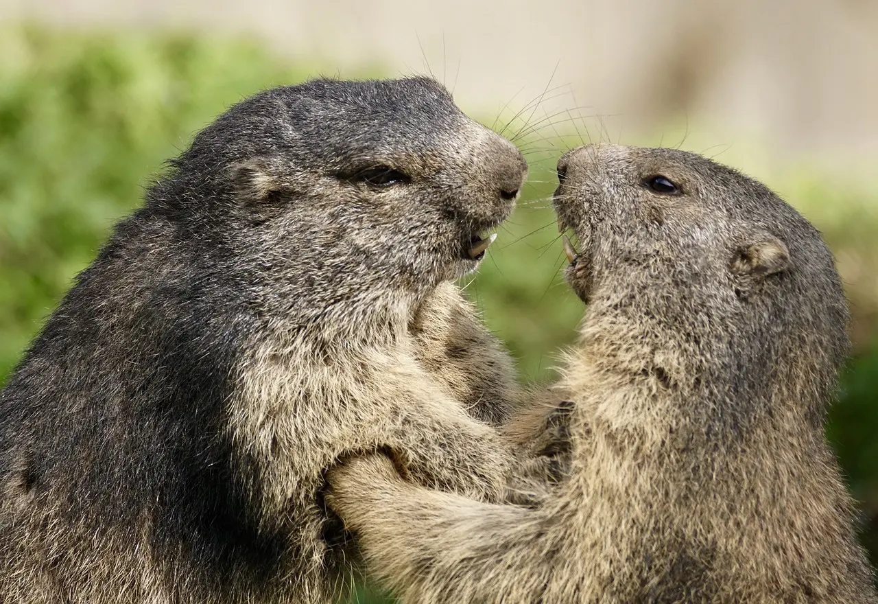 comptage marmottes