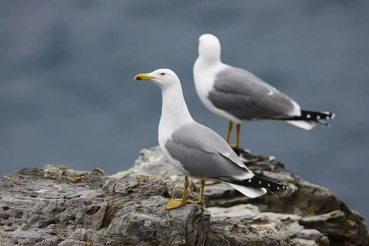 Balade randonnée sur le littoral des Vieux Salins à la rencontre des oiseaux marins