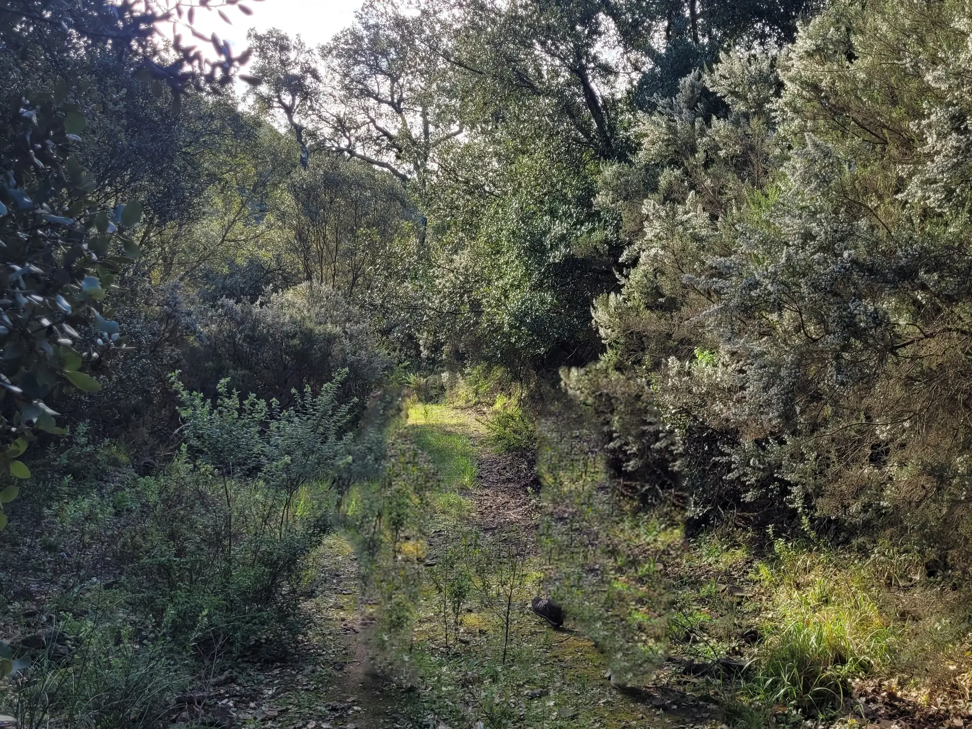 Immersion en forêt au Domaine de la Portanière à Collobrières