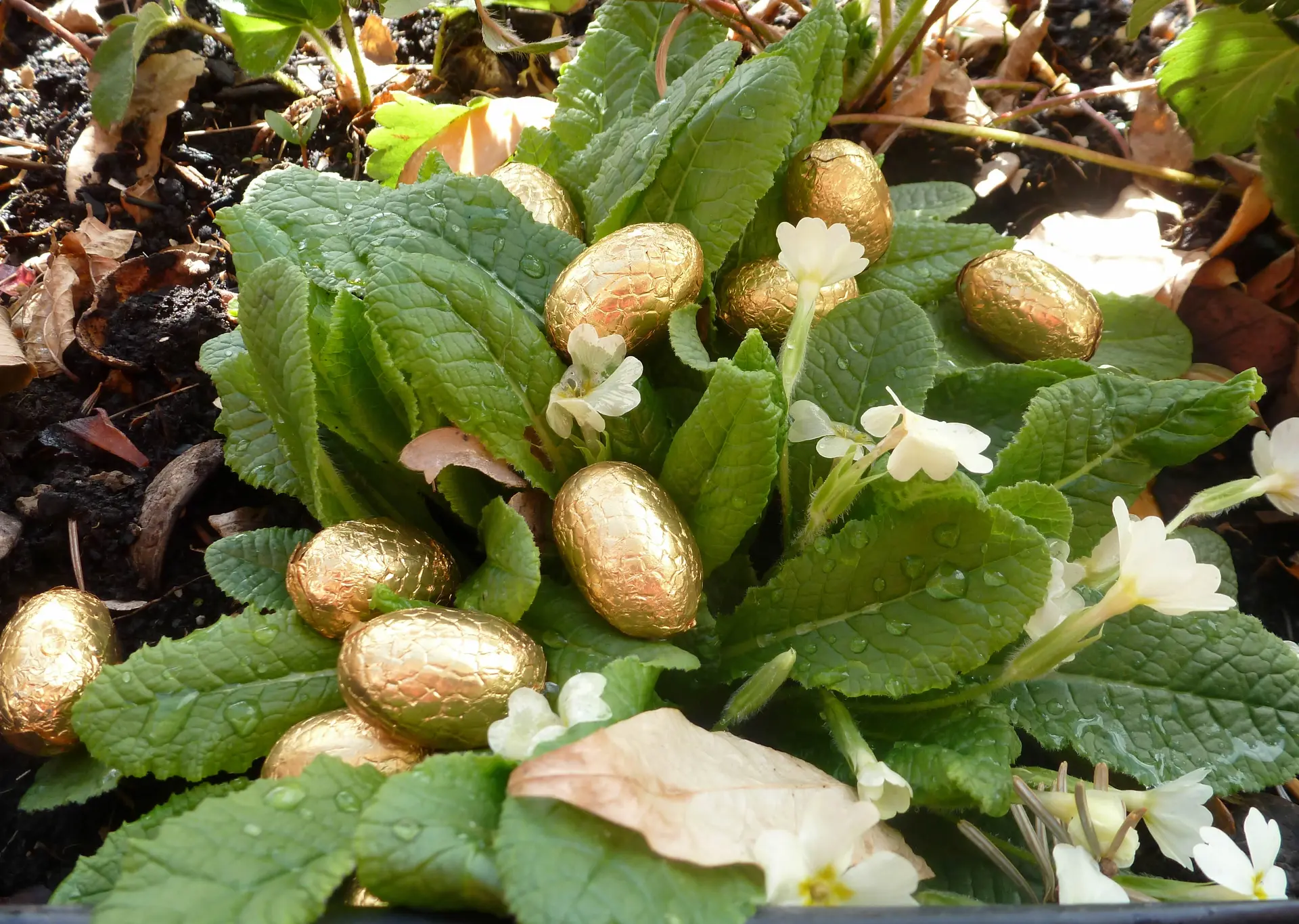 Chasse aux oeufs