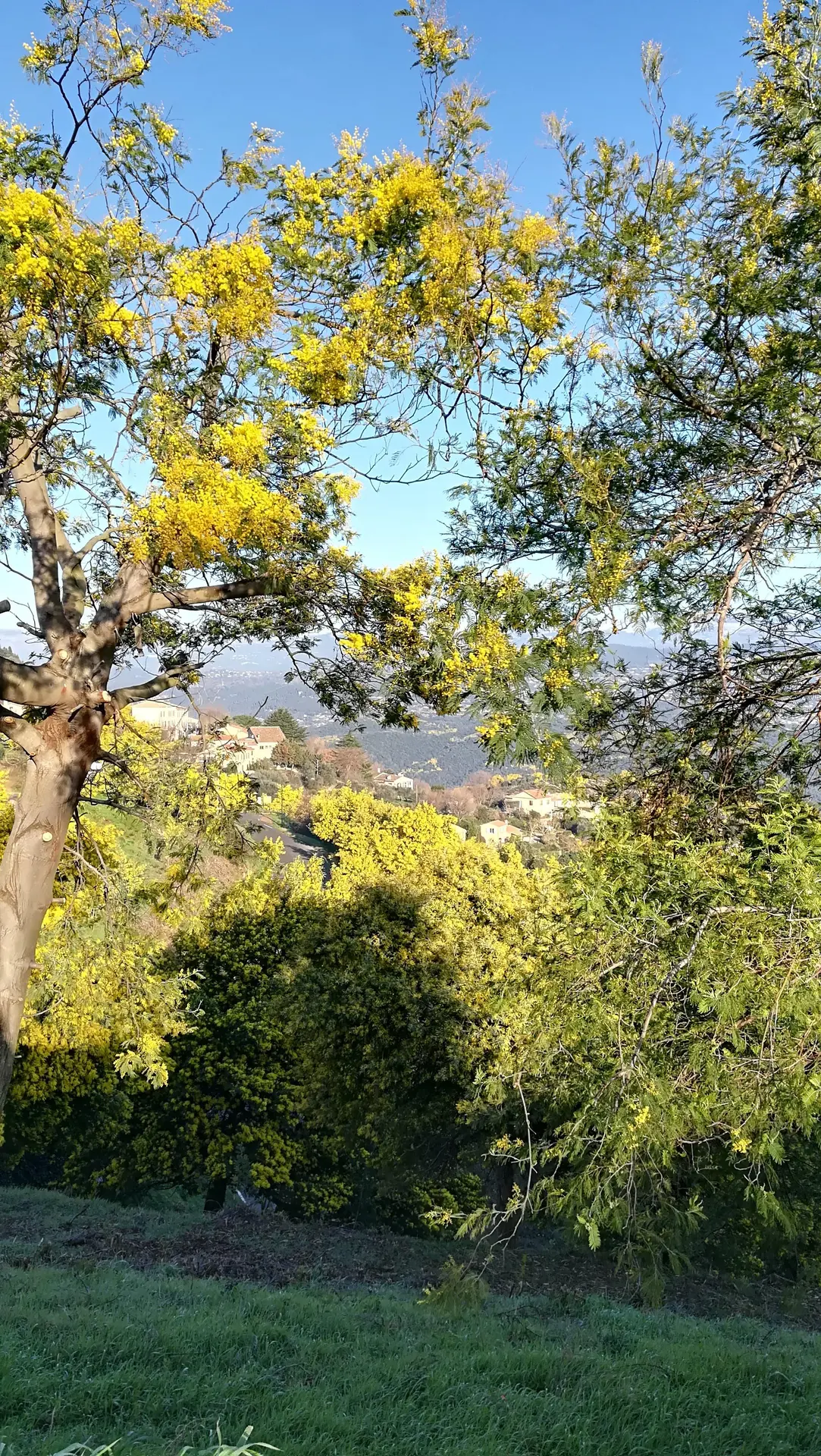 Balade guidée Tanneron